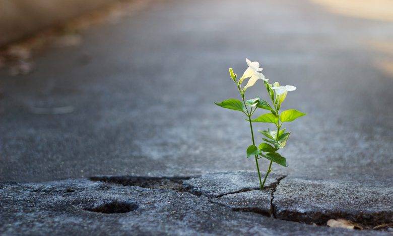 طراحی برنامه برای ایجاد تابآوری