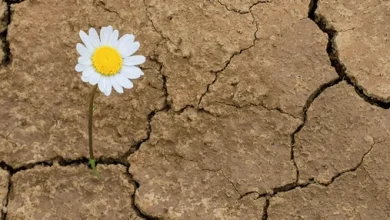 شکستِ انحصار؛ طلوع عصرِ دانایی در قلمرو تابآوری