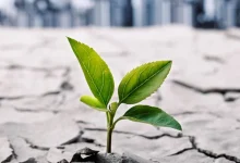 نخستین پژوهش های علمی تاب آوری ایران توسط چه کسانی انجام شد؟