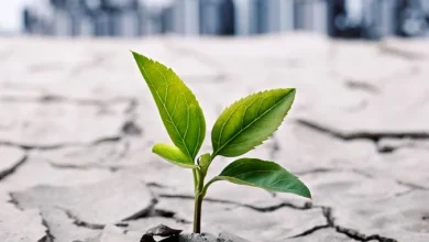 نخستین پژوهش های علمی تاب آوری ایران توسط چه کسانی انجام شد؟