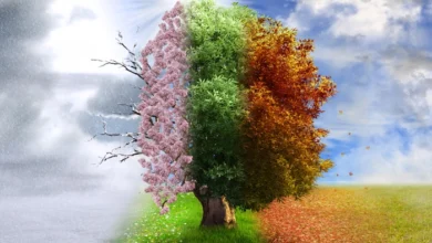 اهمیت پیشگیری از اعتیاد و نقش سازمان بهزیستی